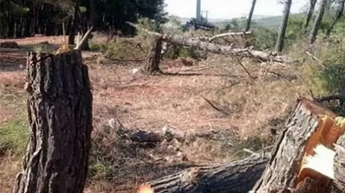 129 darên xwecihiyên Efrînê hatin birîn