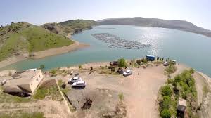 Hilberînerên masiyan: Bo debarê em rêyên cuda diceribînin