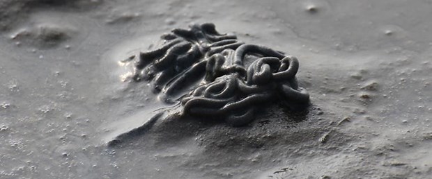 Li dinyayê heywana herî dirêj jehrî derket