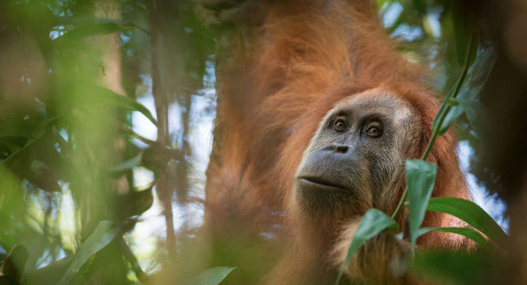 Borneo'da 16 yilda 100 bin orangutan öldü