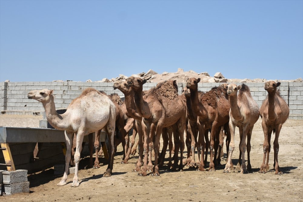 Li bazara heywanan ya Hewlêrê firotina hêstiran