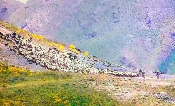 Îran dest danî ser heywanên Kurdistanê