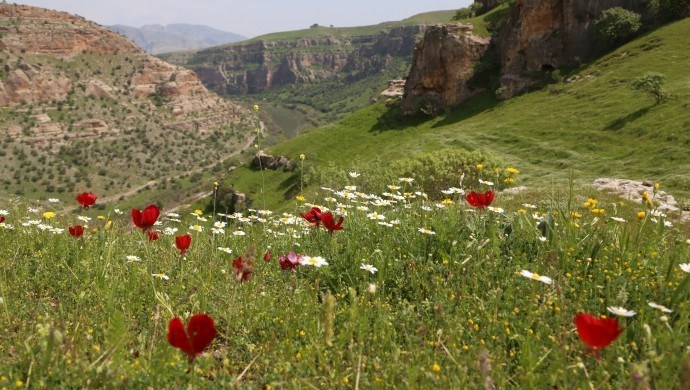 FOTO GALERÎ | Bihara Geliyê Botanê mirovan hejmekar dihêle