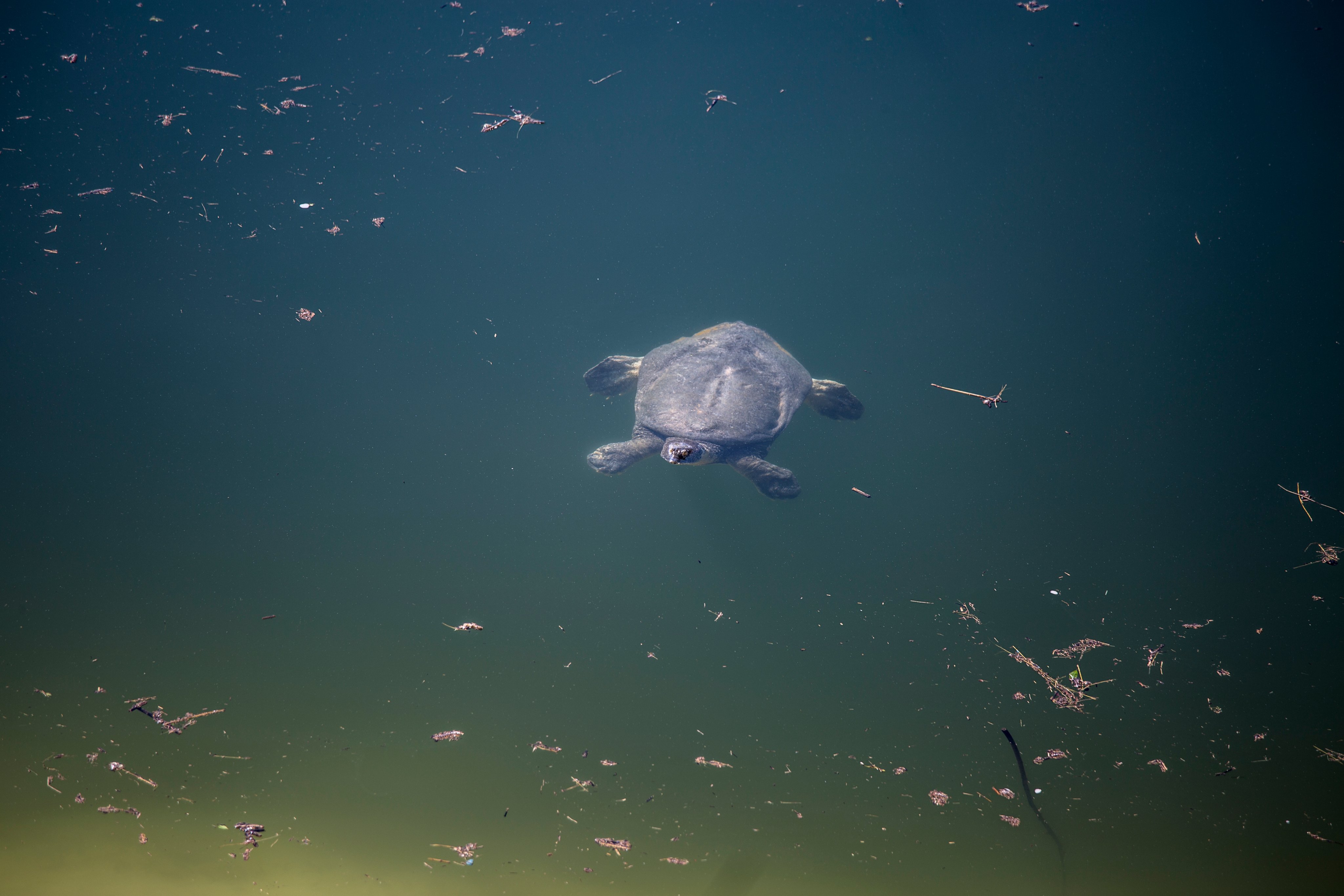 Kosîyê Firatê li Heskîfê hat xuyakirin