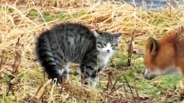 Rovî guhê pisîkên damezrînerê AKPê xwar!