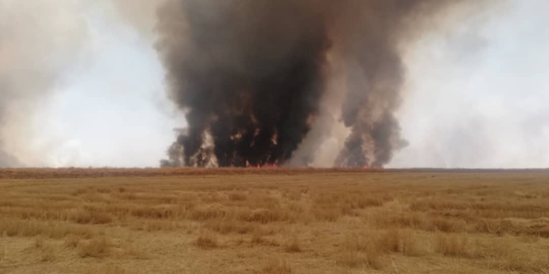 Di 17 rojan de 537 donim erdên cotkarên Rojava hat sewitandin