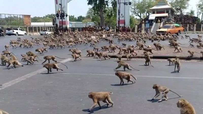 Bi sedan meymûnên ku daketibûn nava bajêr hatin xesandin