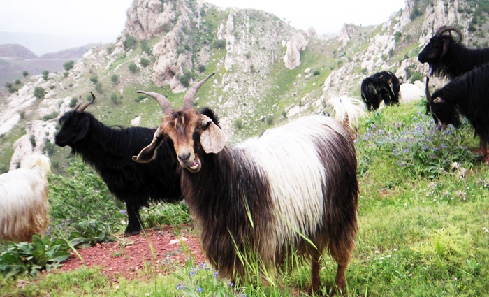 NewScientist: Li Zagrosan 10 hezar sal berê bizîn hatine kedîkirin û xwedîkirin