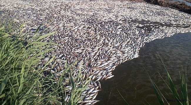 Bi sedan masî di çemê Derbendîxanê de mirin