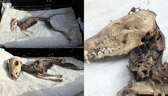 Li ser îskeletê ajalê seyr yê ku li Îdirê hatiye dîtin lêkolîn berdewam dikin