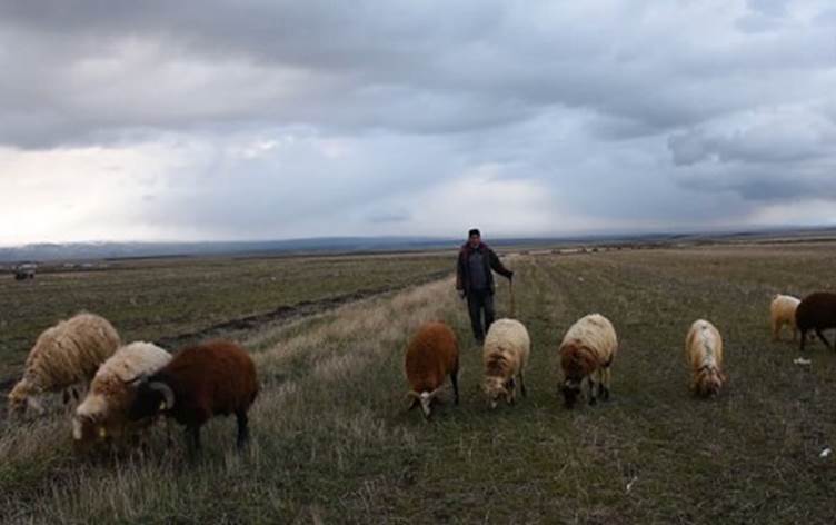 Hewlêr | Di nêzîkî mehekê de 185 serî mîh û berx mirar bûn