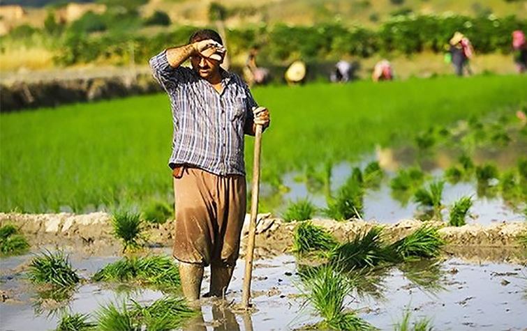 Rêveberiya Çandiniya Duhokê, çandina birinc qedexe kir