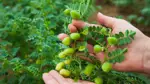 اختراق علمي يمهد لزراعة الحمص فوق سطح القمر