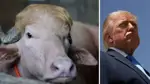 Gamêşê dişibiya Trump, ji serjêkirinê rizgar bû