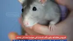 فيروس "هانتا" في هولندا: مئات الآلاف أُصيبوا به دون أن يعلموا