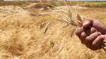 9 آلاف ليرة مكافأة "تشجيعية" يصدرها الشرع لمزارعي القمح
