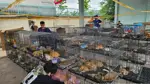 500 kedi et çetesinin elinden kurtarıldı