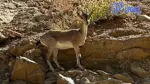 Munzur’un ceylanları insanlara alıştı