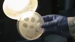 Hişê çêkirî vîrusên nû dîzayn kirine