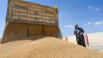 Genimê Kurdistanê dikeve bazara cîhanî